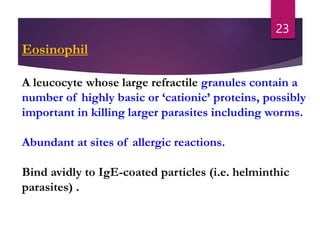 Eosinophil
A leucocyte whose large refractile granules contain a
number of highly basic or ‘cationic’ proteins, possibly
important in killing larger parasites including worms.
Abundant at sites of allergic reactions.
Bind avidly to IgE-coated particles (i.e. helminthic
parasites) .
23
 