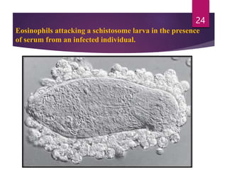 Eosinophils attacking a schistosome larva in the presence
of serum from an infected individual.
24
 