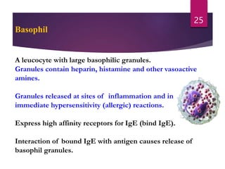 Basophil
A leucocyte with large basophilic granules.
Granules contain heparin, histamine and other vasoactive
amines.
Granules released at sites of inflammation and in
immediate hypersensitivity (allergic) reactions.
Express high affinity receptors for IgE (bind IgE).
Interaction of bound IgE with antigen causes release of
basophil granules.
25
 