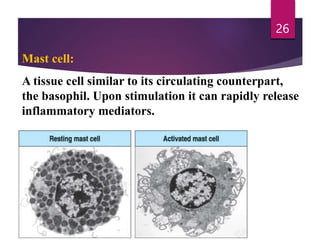 Mast cell:
A tissue cell similar to its circulating counterpart,
the basophil. Upon stimulation it can rapidly release
inflammatory mediators.
26
 