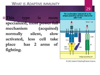 WHAT IS ADAPTIVE IMMUNITY
This type is more
specialized, most power full
mechanism (acquired)
normally silent, slow
activated, less cell take
place has 2 arms of
fighting.
29
 