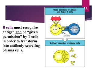B cells must recognise
antigen and be “given
permission” by T cells
in order to transform
into antibody-secreting
plasma cells.
33
 