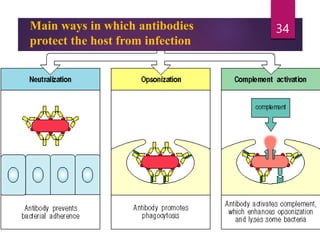 Main ways in which antibodies
protect the host from infection
34
 