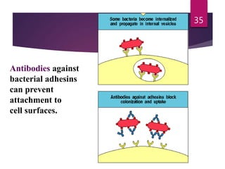 Antibodies against
bacterial adhesins
can prevent
attachment to
cell surfaces.
35
 