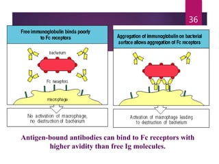 Antigen-bound antibodies can bind to Fc receptors with
higher avidity than free Ig molecules.
36
 