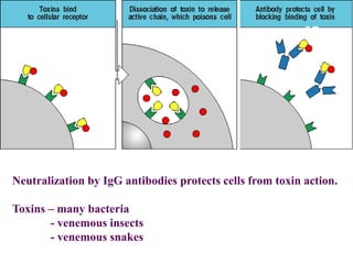 Neutralization by IgG antibodies protects cells from toxin action.
Toxins – many bacteria
- venemous insects
- venemous snakes
37
 