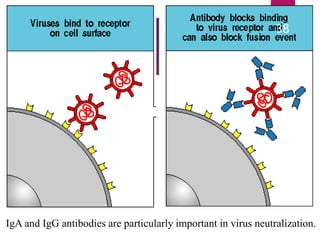 IgA and IgG antibodies are particularly important in virus neutralization.
38
 