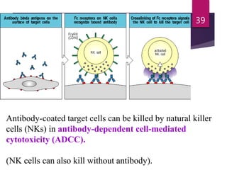 Antibody-coated target cells can be killed by natural killer
cells (NKs) in antibody-dependent cell-mediated
cytotoxicity (ADCC).
(NK cells can also kill without antibody).
39
 