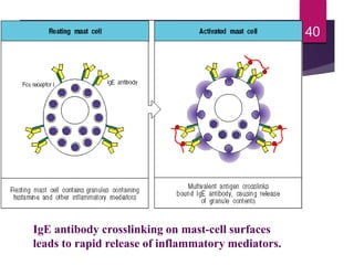 IgE antibody crosslinking on mast-cell surfaces
leads to rapid release of inflammatory mediators.
40
 