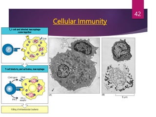 Cellular Immunity
42
 