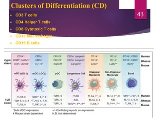 Clusters of Differentiation (CD)
 CD3 T cells
 CD4 Helper T cells
 CD8 Cytotoxic T cells
 CD16 Macrophages
 CD19 B cells
43
 