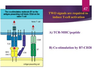 TWO signals are required to
induce T-cell activation
A) TCR-MHC/peptide
B) Co-stimulation by B7-CD28
47
 