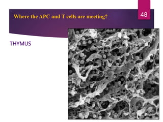 Where the APC and T cells are meeting?
THYMUS
48
 