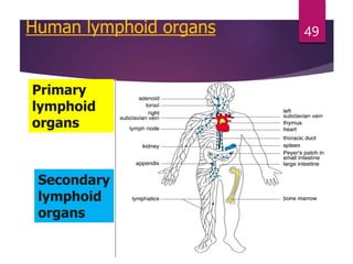 Human lymphoid organs
Primary
lymphoid
organs
Secondary
lymphoid
organs
49
 