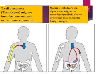 T cell precursors
(Thymocytes) migrate
from the bone marrow
to the thymus to mature.
Mature T cells leave the
thymus and migrate to
secondary lymphoid tissues
where they may encounter
foreign antigen.
50
 