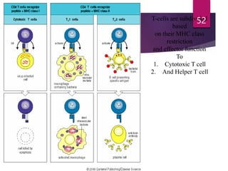 T-cells are subdivided
based
on their MHC class
restriction
and effector function
To
1. Cytotoxic T cell
2. And Helper T cell
52
 