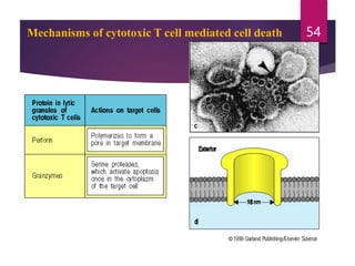Mechanisms of cytotoxic T cell mediated cell death 54
 