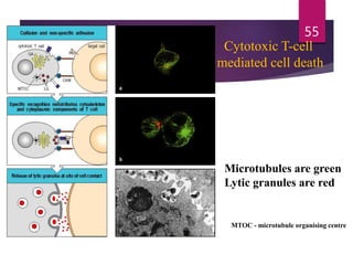 MTOC - microtubule organising centre
Microtubules are green
Lytic granules are red
Cytotoxic T-cell
mediated cell death
55
 