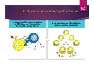 T-B cells interactions lead to cognate activation
62
 