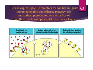 B-cells express specific receptors for soluble antigens:
Immunoglobulins can enhance phagocytosis
and antigen presentation on the surface of
B-cells or via Fc-receptor uptake on macrophages
63
 