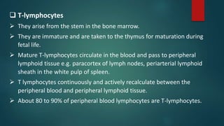  T-lymphocytes
 They arise from the stem in the bone marrow.
 They are immature and are taken to the thymus for maturation during
fetal life.
 Mature T-lymphocytes circulate in the blood and pass to peripheral
lymphoid tissue e.g. paracortex of lymph nodes, periarterial lymphoid
sheath in the white pulp of spleen.
 T lymphocytes continuously and actively recalculate between the
peripheral blood and peripheral lymphoid tissue.
 About 80 to 90% of peripheral blood lymphocytes are T-lymphocytes.
 