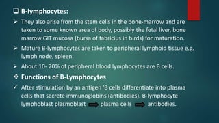  B-Iymphocytes:
 They also arise from the stem cells in the bone-marrow and are
taken to some known area of body, possibly the fetal liver, bone
marrow GIT mucosa (bursa of fabricius in birds) for maturation.
 Mature B-lymphocytes are taken to peripheral lymphoid tissue e.g.
lymph node, spleen.
 About 10- 20% of peripheral blood lymphocytes are B cells.
 Functions of B-Lymphocytes
 After stimulation by an antigen 'B cells differentiate into plasma
cells that secrete immunoglobins (antibodies). B-lymphocyte
lymphoblast plasmoblast plasma cells antibodies.
 