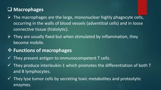  Macrophages
 The macrophages are the large, mononuclear highly phagocyte cells,
occurring in the walls of blood vessels (adventitial cells) and in loose
connective tissue (histolytic).
 They are usually fixed but when stimulated by inflammation, they
become mobile.
 Functions of macrophages
 They present antigen to immunocompetent T cells.
 They produce interleukin-1 which promotes the differentiation of both T
and B lymphocytes.
 They lyse tumor cells by secreting toxic metabolites and proteolytic
enzymes.
 