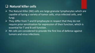  Natural killer cells
 The Natural Killer (NK) cells are large granular lymphocytes which are
capable of lysing a variety of tumor cells, virus-infected cells, and
fungi.
 They differ from T and B lymphocyte in respect that they do not
require prior sensitization for expression of their function, which is
essential for T and B cell function.
 NK cells are considered to provide the first line of defense against
tumors and virus infections.
 