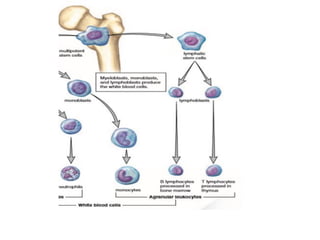 Immunity and immune system: Defense mechanism of the body | PDF