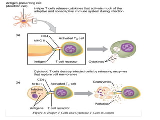 Immunity and immune system: Defense mechanism of the body | PDF