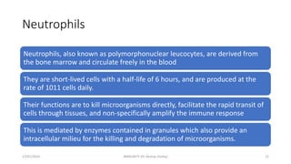 Neutrophils
Neutrophils, also known as polymorphonuclear leucocytes, are derived from
the bone marrow and circulate freely in the blood
They are short-lived cells with a half-life of 6 hours, and are produced at the
rate of 1011 cells daily.
Their functions are to kill microorganisms directly, facilitate the rapid transit of
cells through tissues, and non-specifically amplify the immune response
This is mediated by enzymes contained in granules which also provide an
intracellular milieu for the killing and degradation of microorganisms.
13/01/2024 IMMUNITY (Dr Akshay Shetty) 12
 