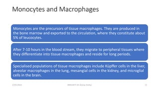Monocytes and Macrophages
Monocytes are the precursors of tissue macrophages. They are produced in
the bone marrow and exported to the circulation, where they constitute about
5% of leucocytes.
After 7-10 hours in the blood stream, they migrate to peripheral tissues where
they differentiate into tissue macrophages and reside for long periods.
Specialised populations of tissue macrophages include Küpffer cells in the liver,
alveolar macrophages in the lung, mesangial cells in the kidney, and microglial
cells in the brain.
13/01/2024 IMMUNITY (Dr Akshay Shetty) 13
 