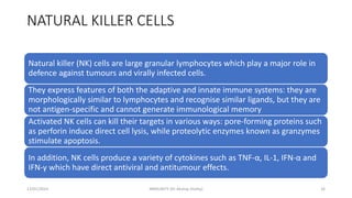 NATURAL KILLER CELLS
Natural killer (NK) cells are large granular lymphocytes which play a major role in
defence against tumours and virally infected cells.
They express features of both the adaptive and innate immune systems: they are
morphologically similar to lymphocytes and recognise similar ligands, but they are
not antigen-specific and cannot generate immunological memory
Activated NK cells can kill their targets in various ways: pore-forming proteins such
as perforin induce direct cell lysis, while proteolytic enzymes known as granzymes
stimulate apoptosis.
In addition, NK cells produce a variety of cytokines such as TNF-α, IL-1, IFN-α and
IFN-γ which have direct antiviral and antitumour effects.
13/01/2024 IMMUNITY (Dr Akshay Shetty) 16
 