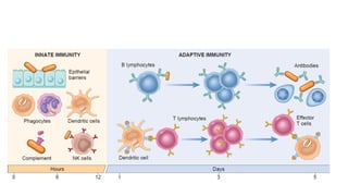 immune system its cells and their functions.pptx