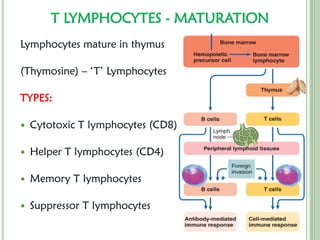 Comprehensive Overview of Immunity: Innate and Adaptive Defense ...