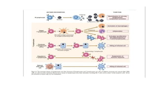 Comprehensive Overview of Innate and Adaptive Immunity and Immune ...