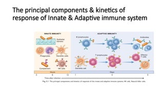 Comprehensive Overview of Innate and Adaptive Immunity and Immune ...