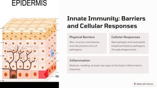 Innate Immunity: Barriers
and Cellular Responses
Physical Barriers
Skin, mucous membranes,
and cilia prevent entry of
pathogens.
Cellular Responses
Macrophages and neutrophils
engulf and destroy pathogens
through phagocytosis.
Inflammation
Redness, swelling, and pain are signs of the body's inflammatory
response.
 