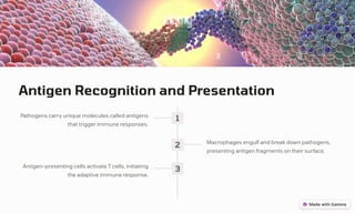 Antigen Recognition and Presentation
1
Pathogens carry unique molecules called antigens
that trigger immune responses.
2 Macrophages engulf and break down pathogens,
presenting antigen fragments on their surface.
3
Antigen-presenting cells activate T cells, initiating
the adaptive immune response.
 