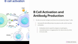 B Cell Activation and
Antibody Production
B cells encounter antigens and become activated by helper T cells.
Activated B cells differentiate into plasma cells, which secrete
antibodies.
Antibodies bind to specific antigens on pathogens,
neutralizing them or tagging them for destruction by other
immune cells.
 
