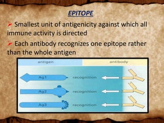 EPITOPE
 Smallest unit of antigenicity against which all
immune activity is directed
 Each antibody recognizes one epitope rather
than the whole antigen
 