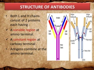 STRUCTURE OF ANTIBODIES
• Both L and H chains
consist of 2 proteins
each having :
 A variable region at
amino terminal.
 A constant region at
carboxy terminal .
• Antigens combine at the
amino terminal.
 