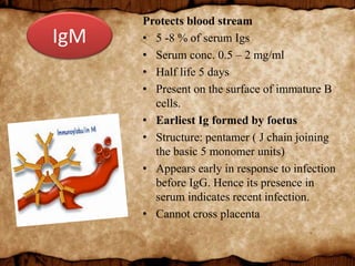Protects blood stream
• 5 -8 % of serum Igs
• Serum conc. 0.5 – 2 mg/ml
• Half life 5 days
• Present on the surface of immature B
cells.
• Earliest Ig formed by foetus
• Structure: pentamer ( J chain joining
the basic 5 monomer units)
• Appears early in response to infection
before IgG. Hence its presence in
serum indicates recent infection.
• Cannot cross placenta
IgM
 