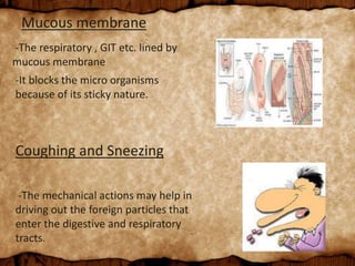 Mucous membrane
-The respiratory , GIT etc. lined by
mucous membrane
-It blocks the micro organisms
because of its sticky nature.
Coughing and Sneezing
-The mechanical actions may help in
driving out the foreign particles that
enter the digestive and respiratory
tracts.
 