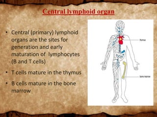 Central lymphoid organ
• Central (primary) lymphoid
organs are the sites for
generation and early
maturation of lymphocytes
(B and T cells)
• T cells mature in the thymus
• B cells mature in the bone
marrow
 