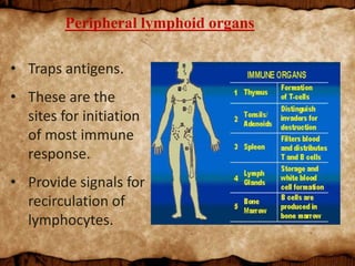 Peripheral lymphoid organs
• Traps antigens.
• These are the
sites for initiation
of most immune
response.
• Provide signals for
recirculation of
lymphocytes.
 