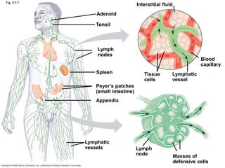 Fig. 43-7
Adenoid
Tonsil
Lymph
nodes
Spleen
Peyer’s patches
(small intestine)
Appendix
Lymphatic
vessels Lymph
node Masses of
defensive cells
Blood
capillary
Lymphatic
vessel
Tissue
cells
Interstitial fluid
 