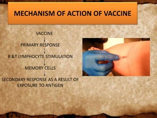 MECHANISM OF ACTION OF VACCINE
VACCINE
PRIMARY RESPONSE
B &T LYMPHOCYTE STIMULATION
MEMORY CELLS
SECONDARY RESPONSE AS A RESULT OF
EXPOSURE TO ANTIGEN
 