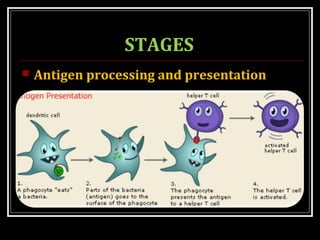 STAGES
 Antigen processing and presentation
 