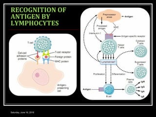 RECOGNITION OF
ANTIGEN BY
LYMPHOCYTES
Saturday, June 16, 2018
 